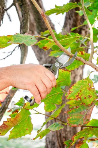 sekator-ploskostonoi-obrigado-180mm-celno-kovannyi-ruchka