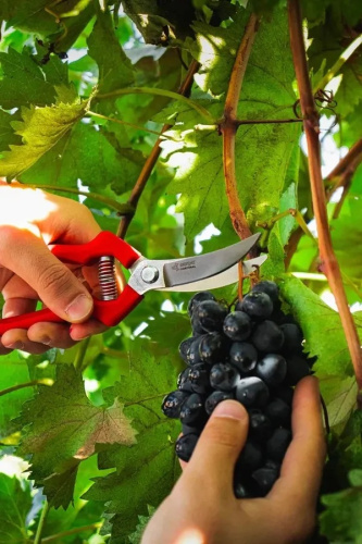 sekator-ploskostonoi-obrigado-200mm-celno-kovannyi-vid-speredi